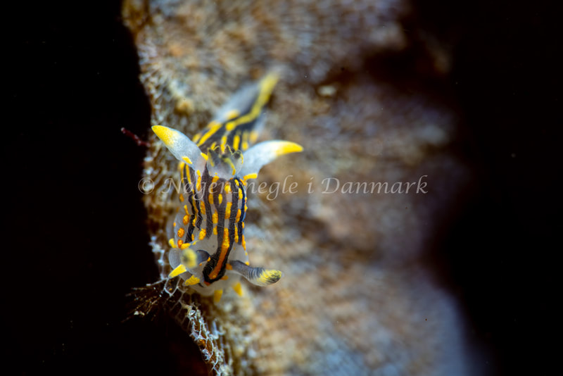 Polycera quadrilineata - Ammoniakhavnen - Foto: Tina Hindal