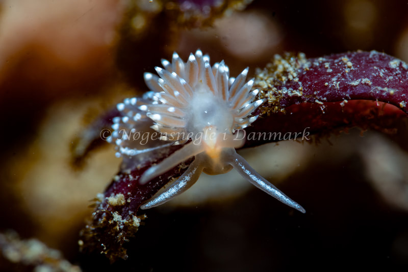 Coryphella verrucosa - Ammoniakhavnen - Foto: Tina Hindal