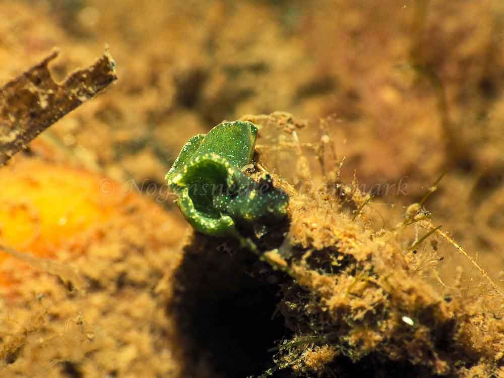 Elysia viridis (Saccoglossa) - Kollund Mole - Foto: Jens Egon Jørgensen
