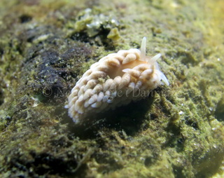 Foto: Dan Holm ....... Aeolidiella glauca -- www.nudibranchia.dk