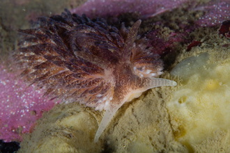 Foto: Poul Erik Rasmussen ....... Aeolidia papillosa -- www.nudibranchia.dk