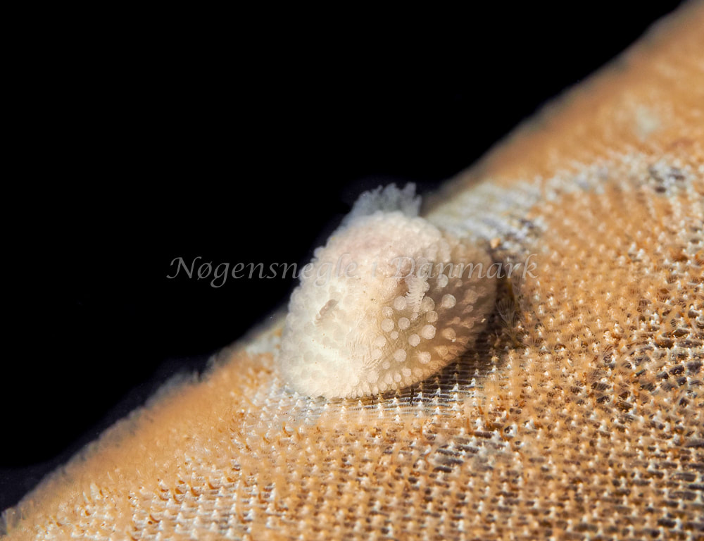 Onchidoris muricata - Ammoniakhavnen, Foto: Dave Holland