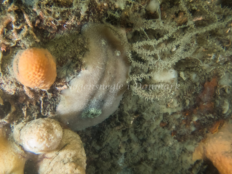 Doris pseudoargus - Eisfish S/S (Vrag) - Foto: Kenneth Krull