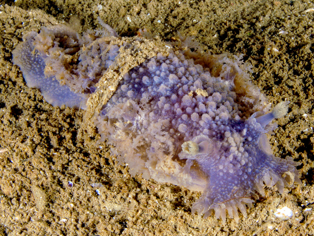 Billede af nøgensneglen Tritonia hombergii