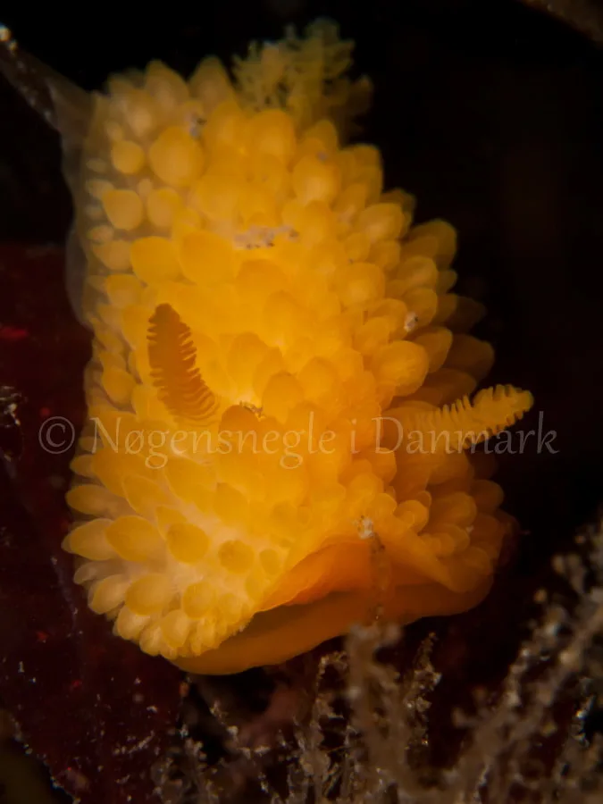 Adalaria proxima