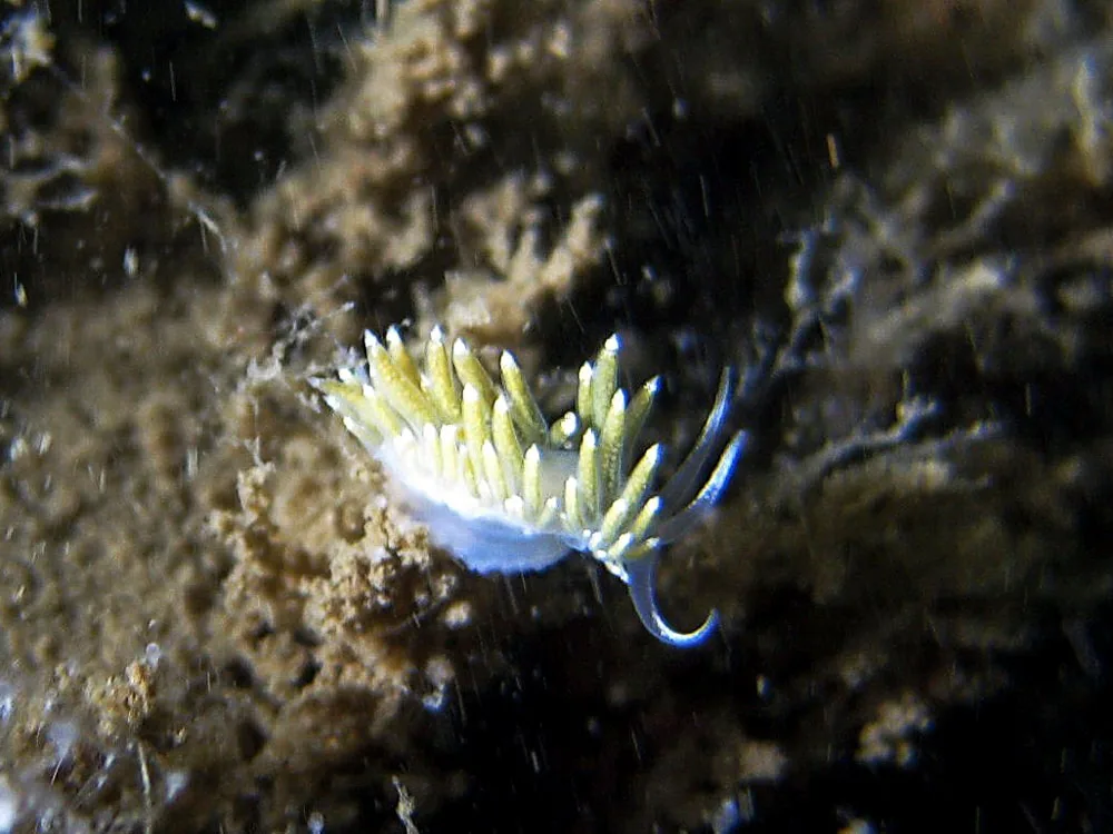Tenellia pustulata fotograferet af Claus Neupart, 2011