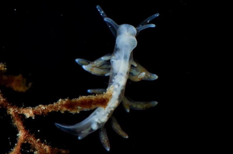 Nudibranchus exiguus, Voksen individ, Munkholmbroen, Isefjord, 2016