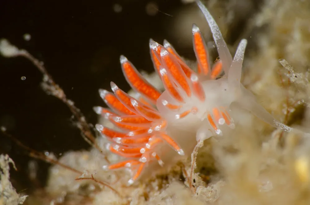 Microchlamylla gracilis fotograferet ved Skolevraget (Vrag) i Kattegat, 2020