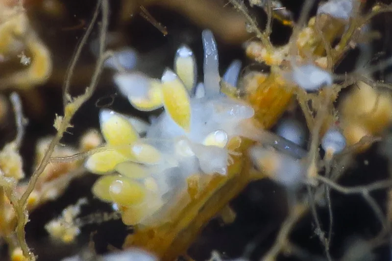 Zelentia pustulata - Storebæltsbroen - Foto: HP Ølgaard