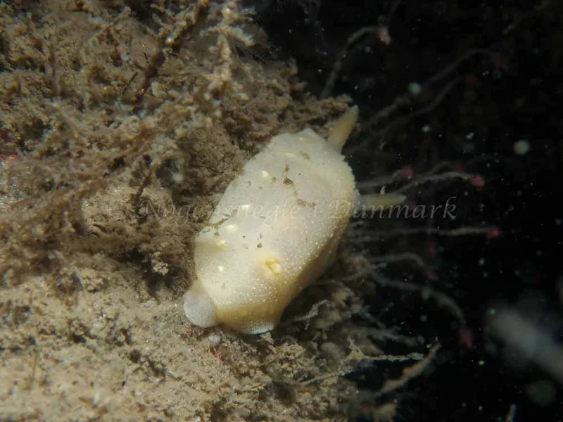 Antiopella cristata - Hvenprammen - Foto: Kenneth Krull