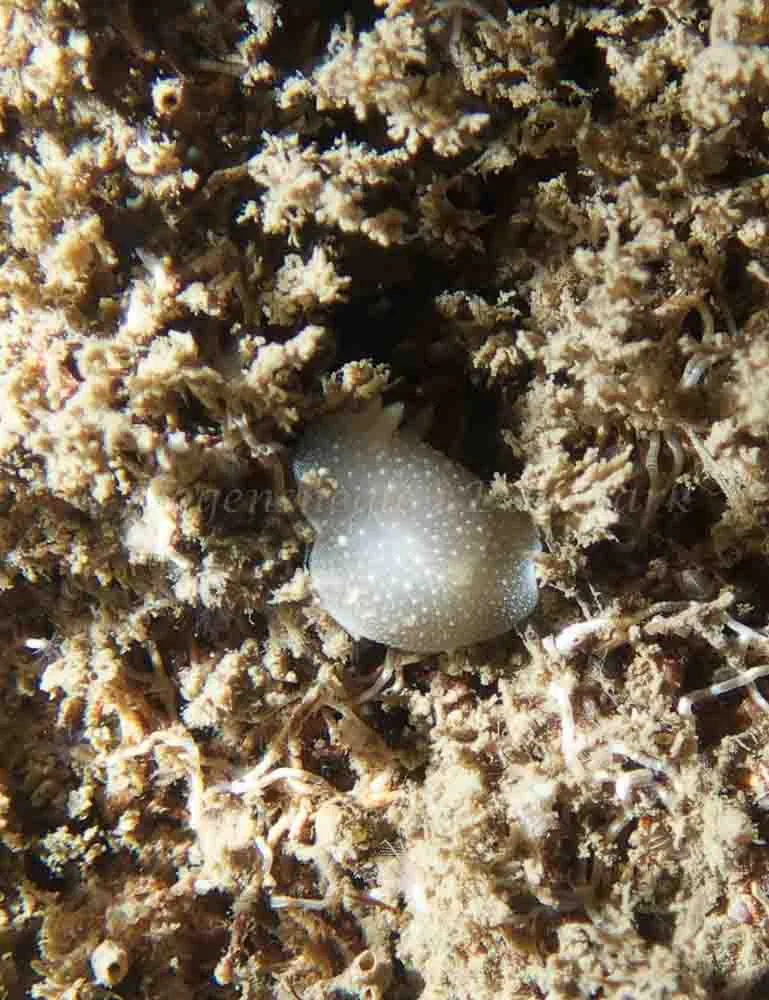 Antiopella cristata - Hvenprammen - Foto: Kenneth Krull