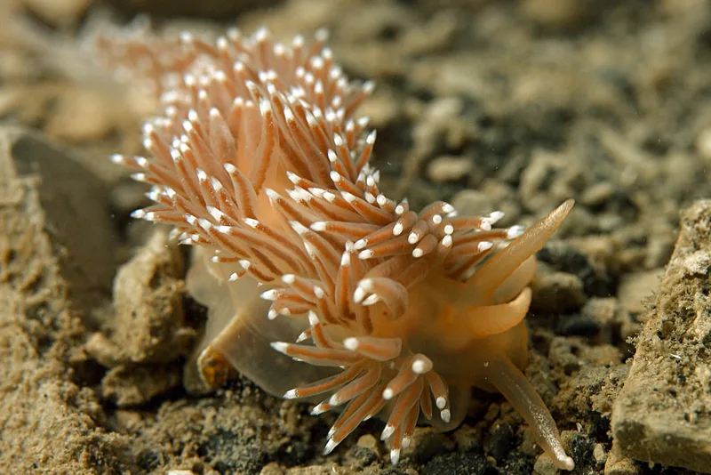 Billede af nøgensneglen Coryphella borealis
