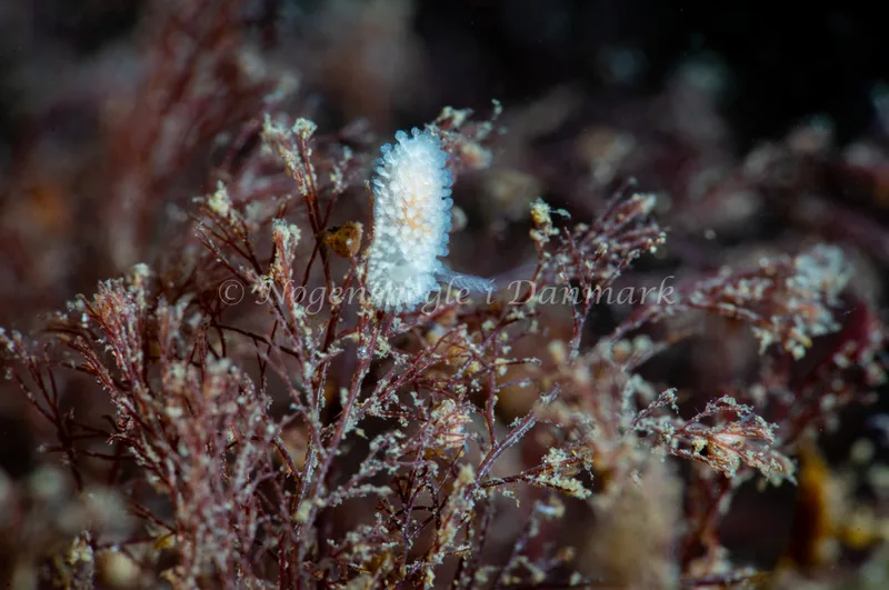 Onchidoris muricata - Ammoniakhavnen - Foto: Tina Hindal