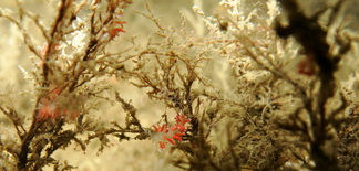 Foto: Henrik Dohlmann ....... Flabellina gracilis -- www.nudibranchia.dk