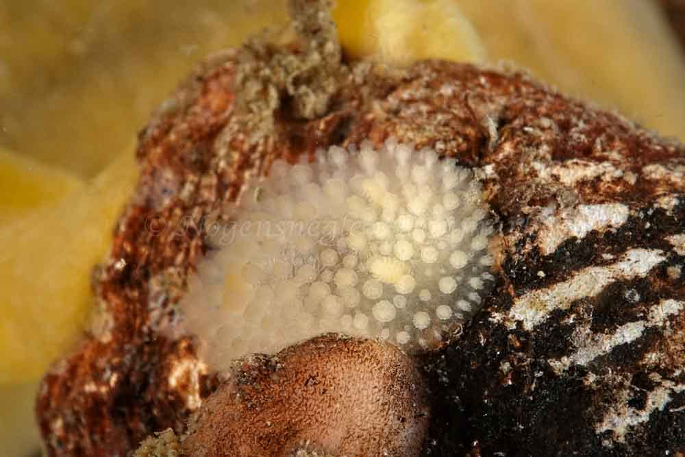 Onchidoris muricata - Ammoniakhavnen - Foto: Klaus Kevin Kristensen