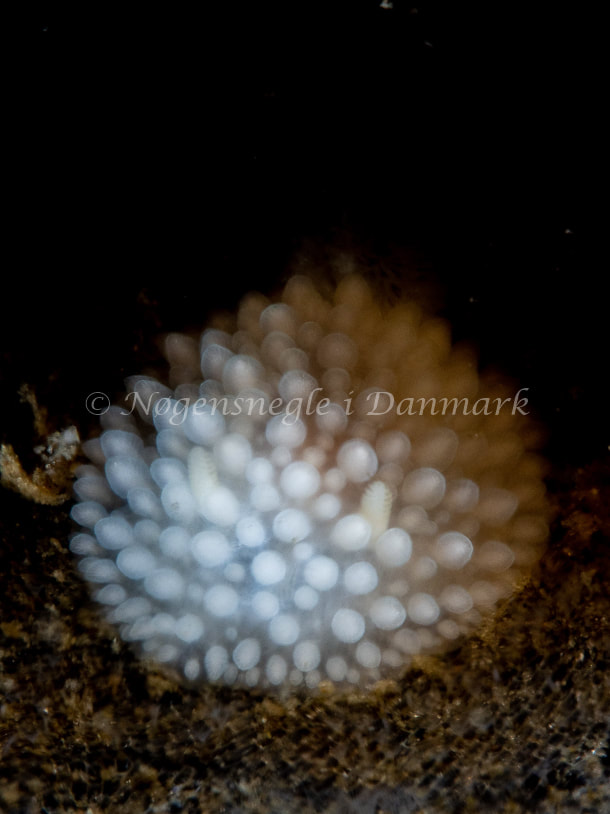 Onchidoris muricata - Trykkerdammen - Foto: Ole Dreyer