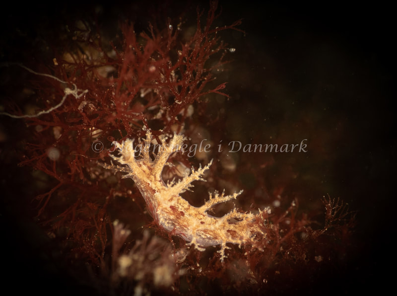 Dendronotus frondosus - Ammoniakhavnen - Foto: Søren Skov Nielsen