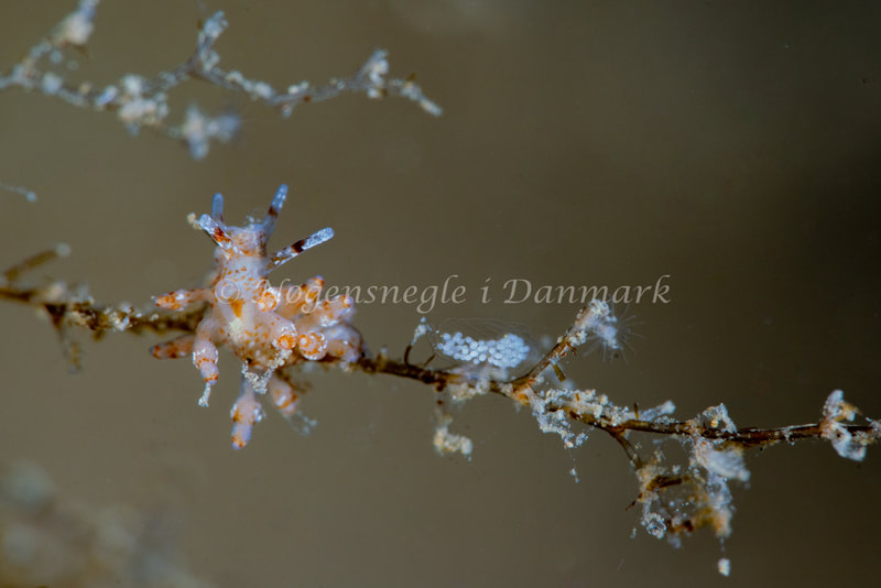 Eubranchus exiguus - Ammoniakhavnen - Foto: Tina Hindal