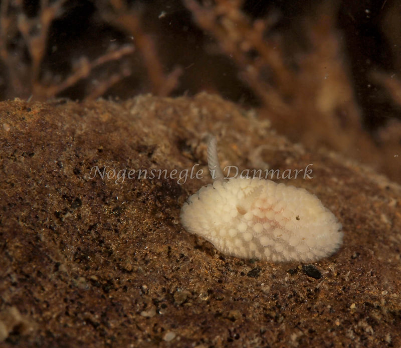 Onchidoris muricata - Ammoniakhavnen - Foto: Dave Holland