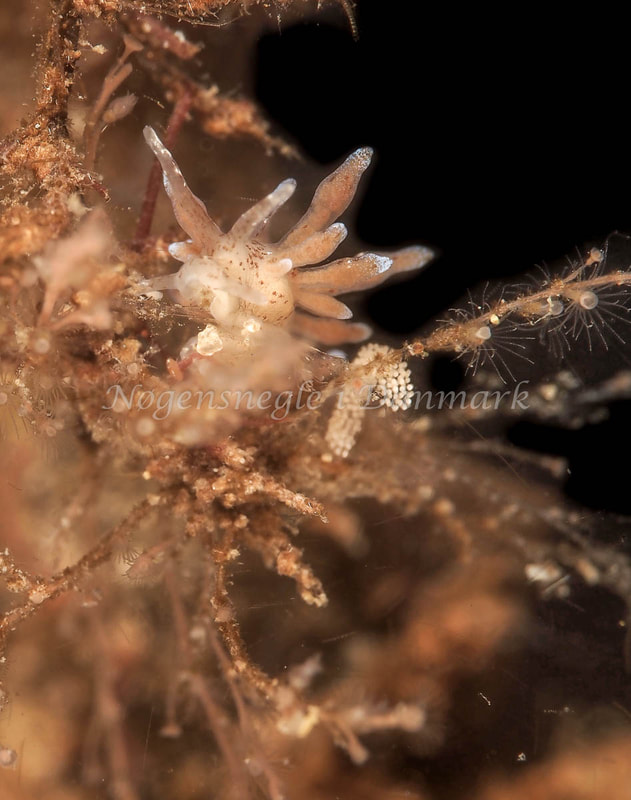 Eubranchus rupium - Ammoniakhavnen - Foto: Dave Holland