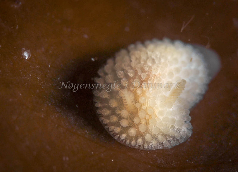 Onchidoris muricata - Ammoniakhavnen - Foto: Dave Holland