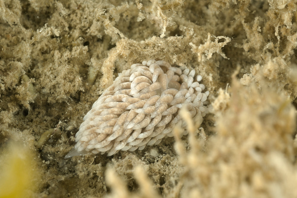 Aeolidiella glauca - Oddesund - Foto: Klaus Kevin Kristensen
