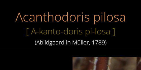Acanthodoris pilosa med udtale af artsnavnet