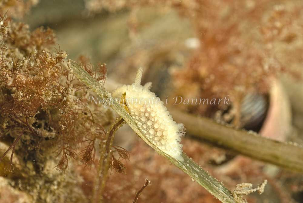 Onchidoris muricata - Strib Bådehavn - Foto: Klaus Kevin Kristensen