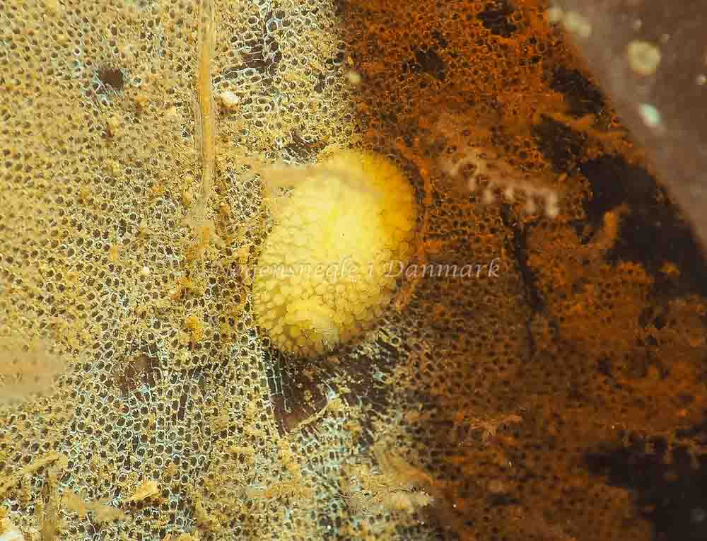 Onchidoris muricata - Lyngsbo Strand - Foto: Jens Egon Jørgensen