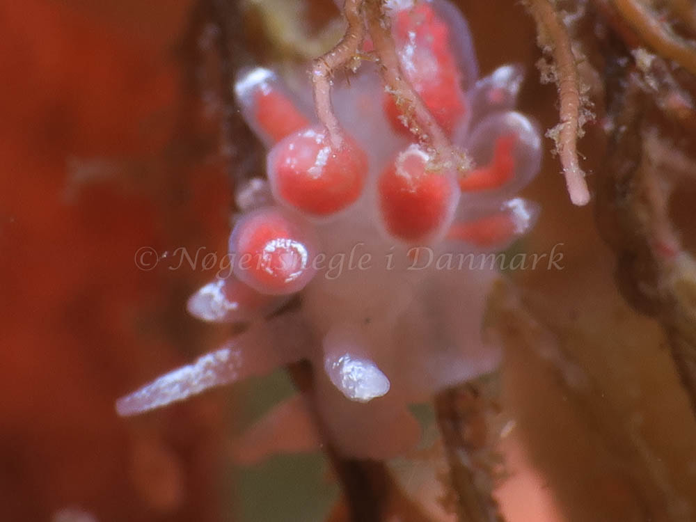 Coryphella verrucosa - Ammoniakhavnen - Foto: HP Ølgaard