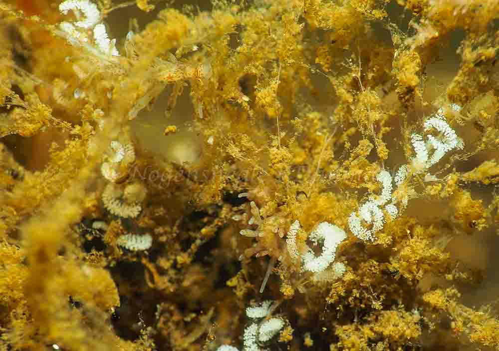 Eubranchus rupium - Kollund Mole - Foto: Jens Egon Jørgensen