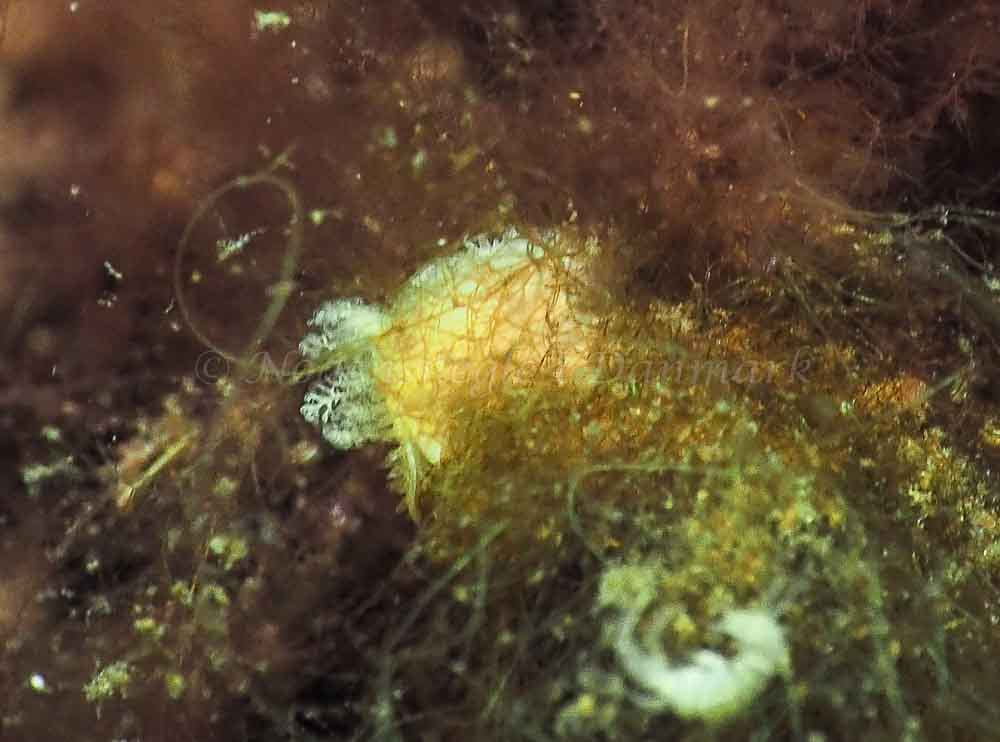 Acanthodoris pilosa - Kollund Mole - Foto: Jens Egon Jørgensen