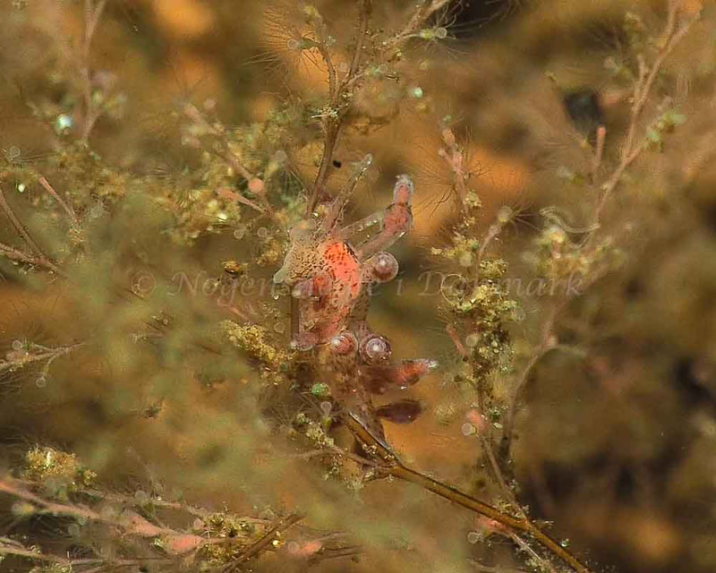 Eubranchus rupium - Kollund Mole - Foto: Jens Egon Jørgensen