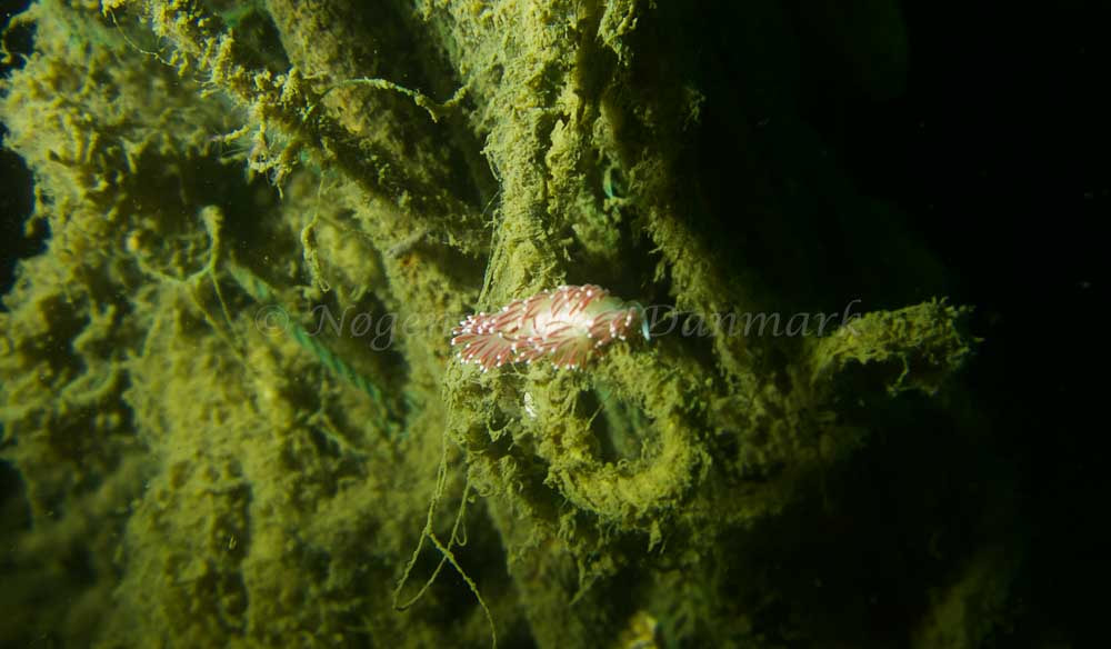 Coryphella verrucosa - Minestryger M 575 (Vrag) - Foto: Jonathan Hessner Lindhardt
