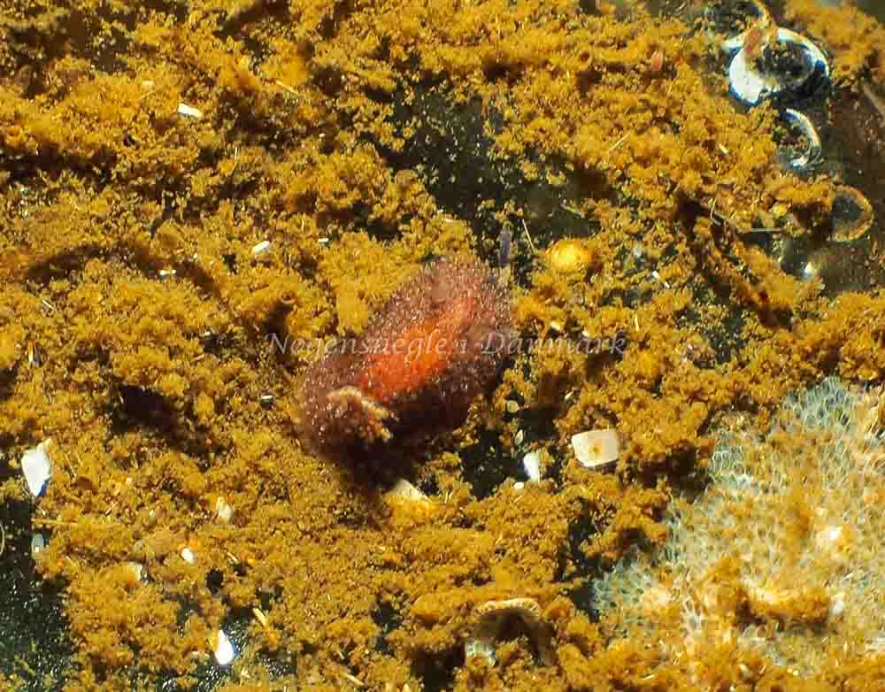 Acanthodoris pilosa - Kollund Mole - Foto: Jens Egon Jørgensen