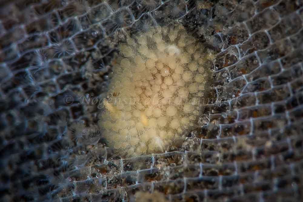 Onchidoris muricata - Trykkerdammen - Foto: Henrik Gram