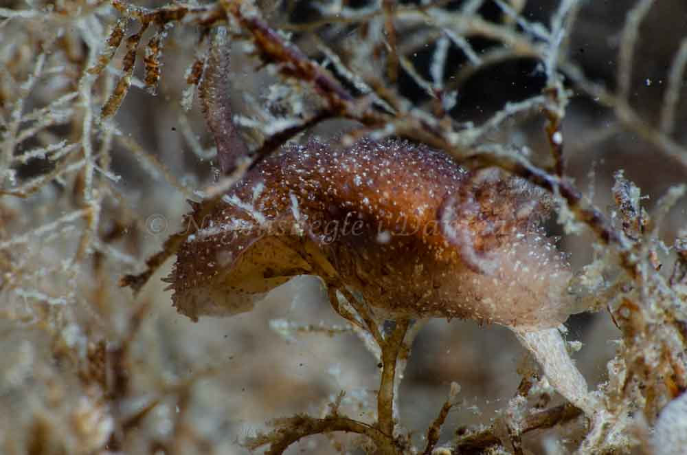 Acanthodoris pilosa - Ammoniakhavnen - Foto: Jørn Ari