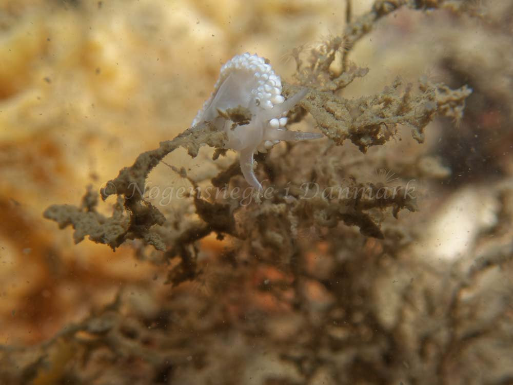 Coryphella verrucosa - Eishfish (Vrag) - Foto: Kenneth Krull