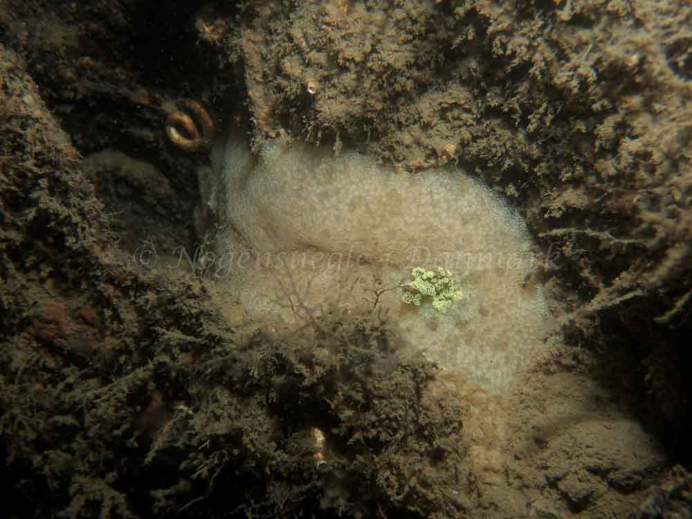 Doris pseudoargus - Eishfish (Vrag) - Foto: Kenneth Krull