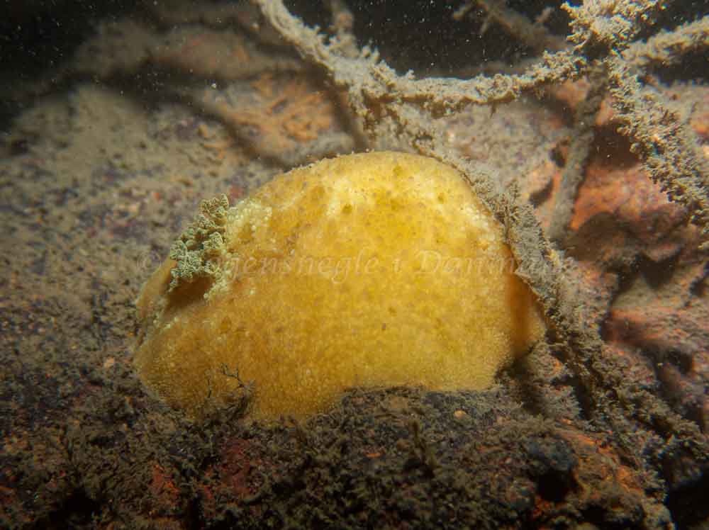 Doris pseudoargus - Eishfish (Vrag) - Foto: Kenneth Krull