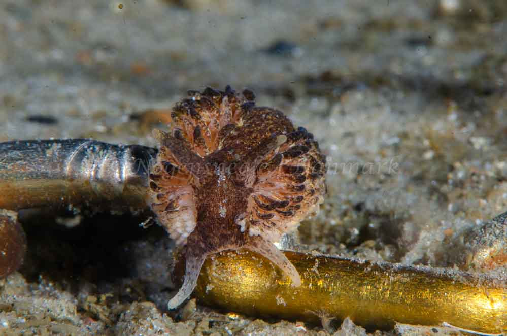 Aeolidia papillosa - Molslinjen Mole - Foto: Jørn Ari