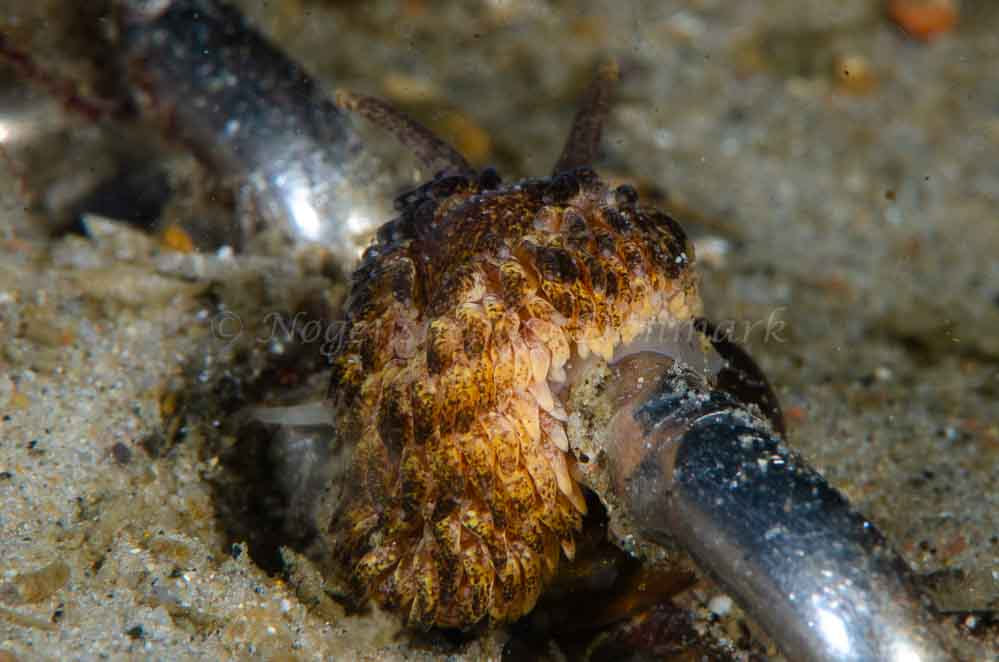 Aeolidia papillosa - Molslinjen Mole - Foto: Jørn Ari