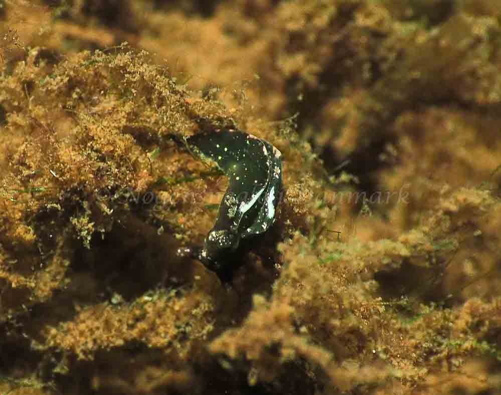 Elysia viridis (Saccoglossa) - Kollund Mole - Foto: Jens Egon Jørgensen