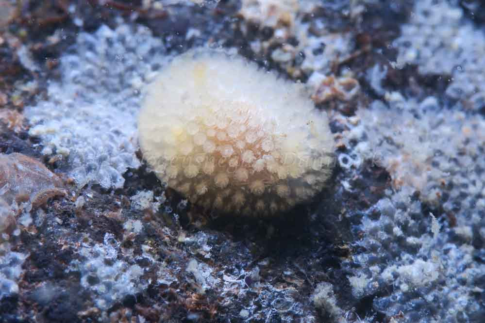 Onchidoris muricata - Ammoniakhavnen - Foto: HP Ølgaard