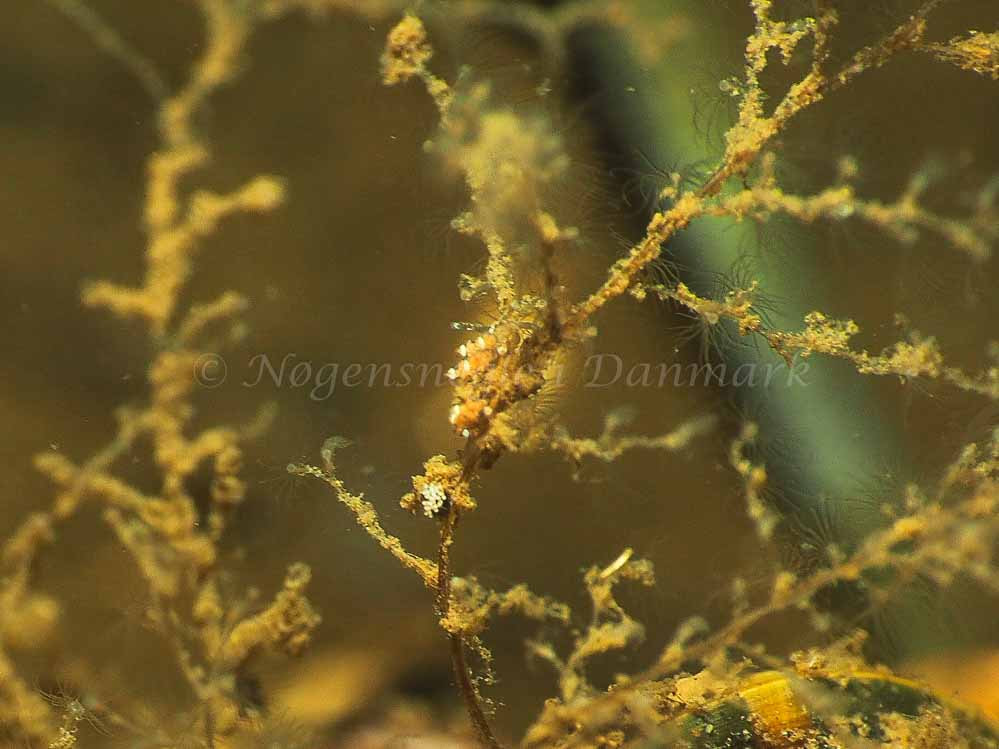 Eubranchus scintillans - Kollund Mole - Foto: Jens Egon Jørgensen