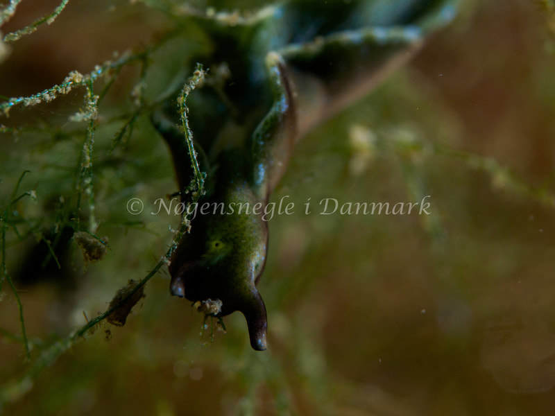 Elysia viridis - Ammoniakhavnen - Foto: Michael Christensen