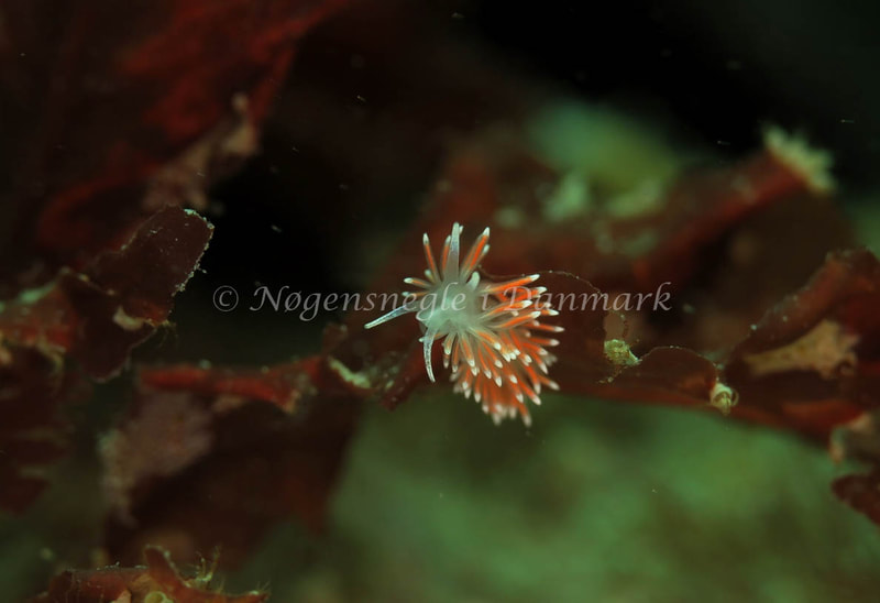 Microchlamylla gracilis - Anton (Vrag) - Foto: Ib Sørensen