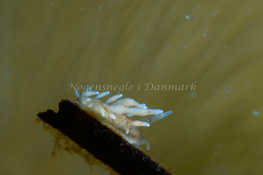 Eubranchus rupium - Natomolen, Femmøller Strand - Foto: Tina Hindal
