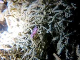 Foto: Emil Vesterager ....... Flabellina pellucida -- www.nudibranchia.dk