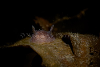 Foto: Jonathan Filskov ....... Acanthodoris pilosa -- www.nudibranchia.dk
